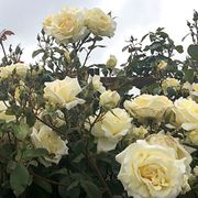 Big Ben Climbing Rose Alternate Image 2