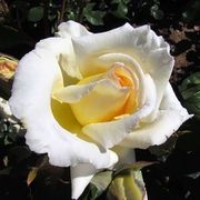 Big Ben Climbing Rose Alternate Image 3