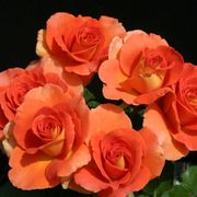 Brass Band Floribunda Rose Alternate Image 1