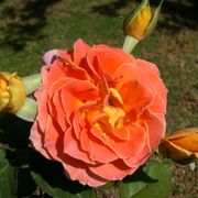 Brass Band Floribunda Rose Alternate Image 2