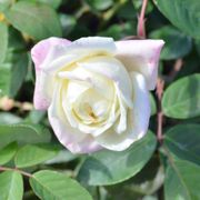 Marie van Houtte Tea Rose Thumb