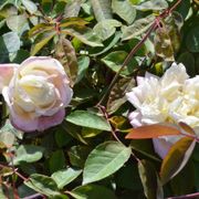 Marie van Houtte Tea Rose Alternate Image 1