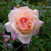 Gruss an Aachen Floribunda Rose Thumb