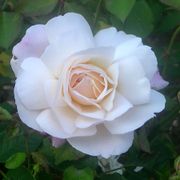 Gruss an Aachen Floribunda Rose Alternate Image 1