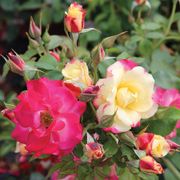 Campfire Floribunda Rose Thumb