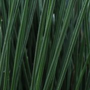 Juncus ColorGrass&reg; 'Blue Arrows' Rush Thumb