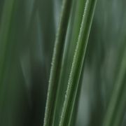 Juncus ColorGrass&reg; 'Blue Arrows' Rush Alternate Image 2