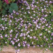 Mazus Purple Creeping Mazus Alternate Image 1