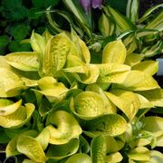 Hosta 'Maui Buttercups' Thumb