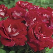 Ronald Reagan Hybrid Tea Rose Alternate Image 1