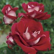 Ronald Reagan Hybrid Tea Rose Alternate Image 2
