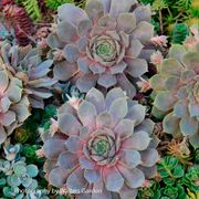 Sempervivum 'Pacific Blue Ice' Hens & Chicks Thumb