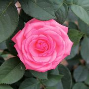 Canada Blooms Hybrid Tea Rose Thumb