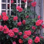 Felix LeClerc Climbing Rose Thumb