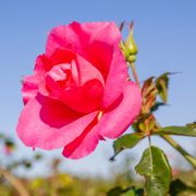 Felix LeClerc Climbing Rose Alternate Image 1