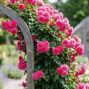 Felix LeClerc Climbing Rose Alternate Image 2