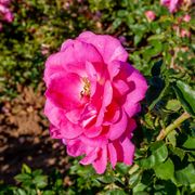 Felix LeClerc Climbing Rose Alternate Image 3