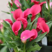 Zantedeschia Callafornia&reg; Red Calla Lily Bulb Alternate Image 1
