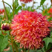 Dahlia Myrtle's Folly Dinner Plate Dahlia Bulb Thumb