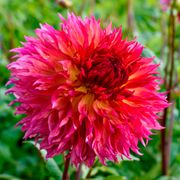 Dahlia Myrtle's Folly Dinner Plate Dahlia Bulb Alternate Image 2