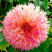 Dahlia Myrtle's Folly Dinner Plate Dahlia Bulb Alternate Image 3