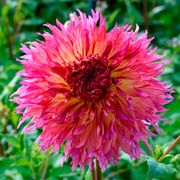 Dahlia Myrtle's Folly Dinner Plate Dahlia Bulb Alternate Image 4