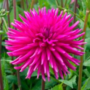 Dahlia 'Purple Gem' Cactus Dahlia Bulb Thumb