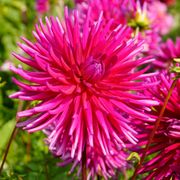 Dahlia 'Purple Gem' Cactus Dahlia Bulb Alternate Image 2