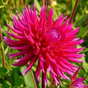 Dahlia 'Purple Gem' Cactus Dahlia Bulb Alternate Image 3