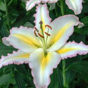 Lilium 'Primrose Hill' Oriental Lily Bulbs Thumb