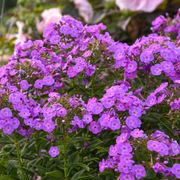 Phlox Garden Girls&reg; 'Cover Girl' Garden Phlox Alternate Image 1