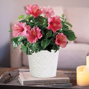 Lipstick Pink Hibiscus Plant Thumb