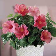 Lipstick Pink Hibiscus Plant Alternate Image 1