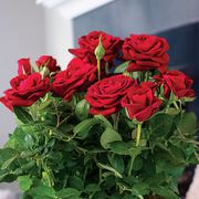 Red Rose Gift Plant Alternate Image 1