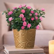 Pink Rose Gift Plant Thumb