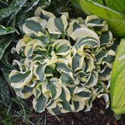 Hosta 'Mini Skirt' Plantain Lily Alternate Image 1