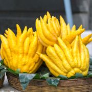 Citrus Buddha's Hand Citron Tree Alternate Image 1