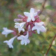 Abelia Brilliantina&trade; Alternate Image 2