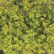 Abelia Brilliantina&trade; Alternate Image 3