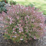 Abelia Poco Loco&trade; Alternate Image 2