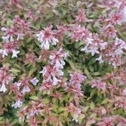 Abelia Poco Loco&trade; Alternate Image 4