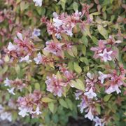 Abelia Poco Loco&trade; Alternate Image 5