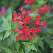 Bouvardia Estrellita&trade; Scarlet Firecracker Bush Alternate Image 1