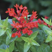Bouvardia Estrellita&trade; Scarlet Firecracker Bush Alternate Image 2