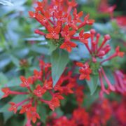 Bouvardia Estrellita&trade; Scarlet Firecracker Bush Alternate Image 3