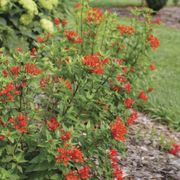 Bouvardia Estrellita&trade; Scarlet Firecracker Bush Alternate Image 4