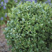 Buxus Neatball&trade; Boxwood Thumb