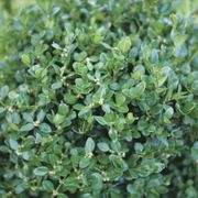 Buxus Neatball&trade; Boxwood Alternate Image 2