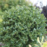 Buxus Neatball&trade; Boxwood Alternate Image 3