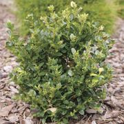 Buxus Neatball&trade; Boxwood Alternate Image 4